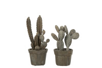 Cactus In Pot Poly Grey Assortment