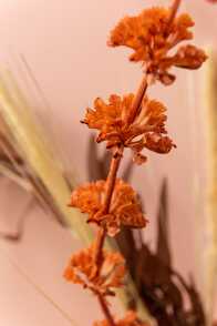 Branche Molucelle Plastique Orange