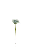 Chrysantheme Mini Plastik Weiß