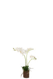 Orchid In Soil Plastic White/Green