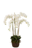 Orchid In Soil Plastic White/Green
