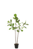 Vioolbladplant In Pot Pl D Grn