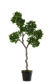 Ginseng Ficus Tree In Pot Plastic