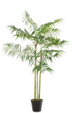 Bamboo Palm In Pot Plastic