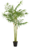 Bamboo Palm In Pot Plastic