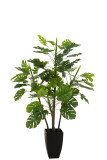 Philodendron In Pot Plastic Green