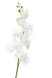 Orchidee Polyester Wit 98cm