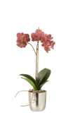 Orchidea + Vaso Plastica/Cemento