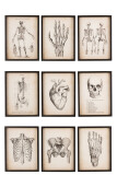 Wall Decoration Body Parts