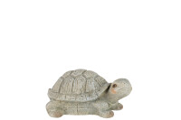 Schildkröte Magnesia Poly Grau