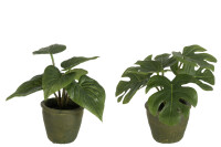 Philodendron Plastic Green