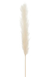 Branch Feather Pampas Grass White