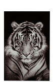 Wanddekoration Tiger Gehärtetes