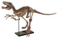 Dinosauro Raptor + Piede Resina