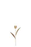Tulpe Gold Small