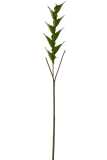 Branch Heliconia Plastic Green