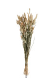 Bundle Plume Bunnytail Dried Grass