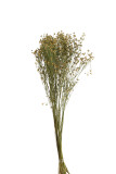 Bundle Flax Flower Dried Flax