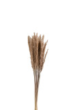 Bundle Pennisetum Dried Grass