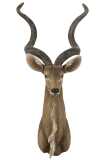Antelope Head Poly Brown