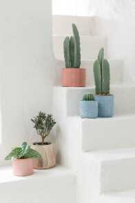 Cactus + Vaso Plastica Verde