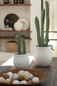 Cactus 3 Pezzi + Vaso Plastica
