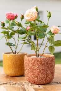 Rosa 5 Teste + Vaso