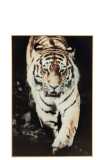 Wall Decoration Tiger