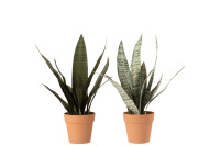 Sansevieria+Pot Synthetic Material