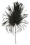 Palmleaf Deco Palmtree Black