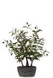 Olivenbaum Im Zementtopf Künstlich
