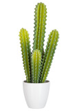 Cactus 5delig Groen