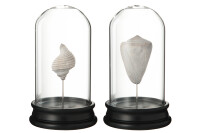 Shell Glass Bell Poly Beige